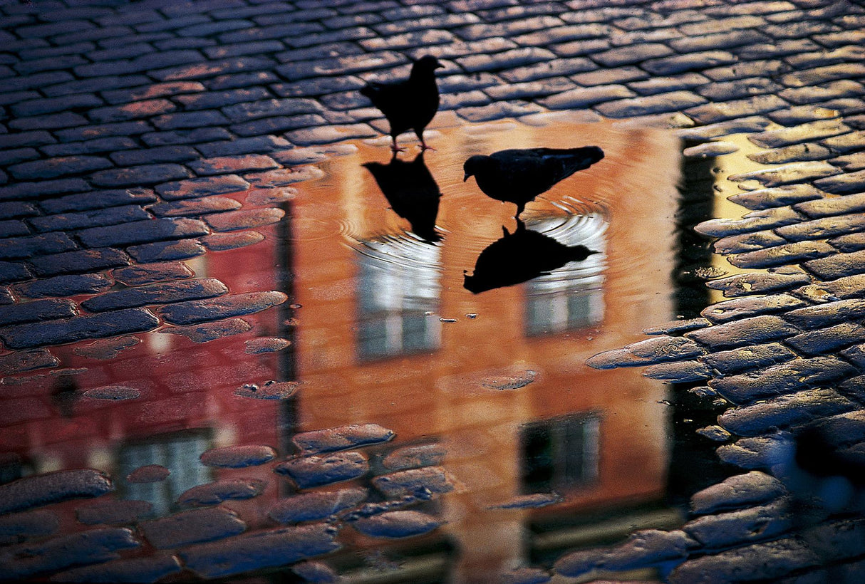 Pigeons Poster och Canvastavla