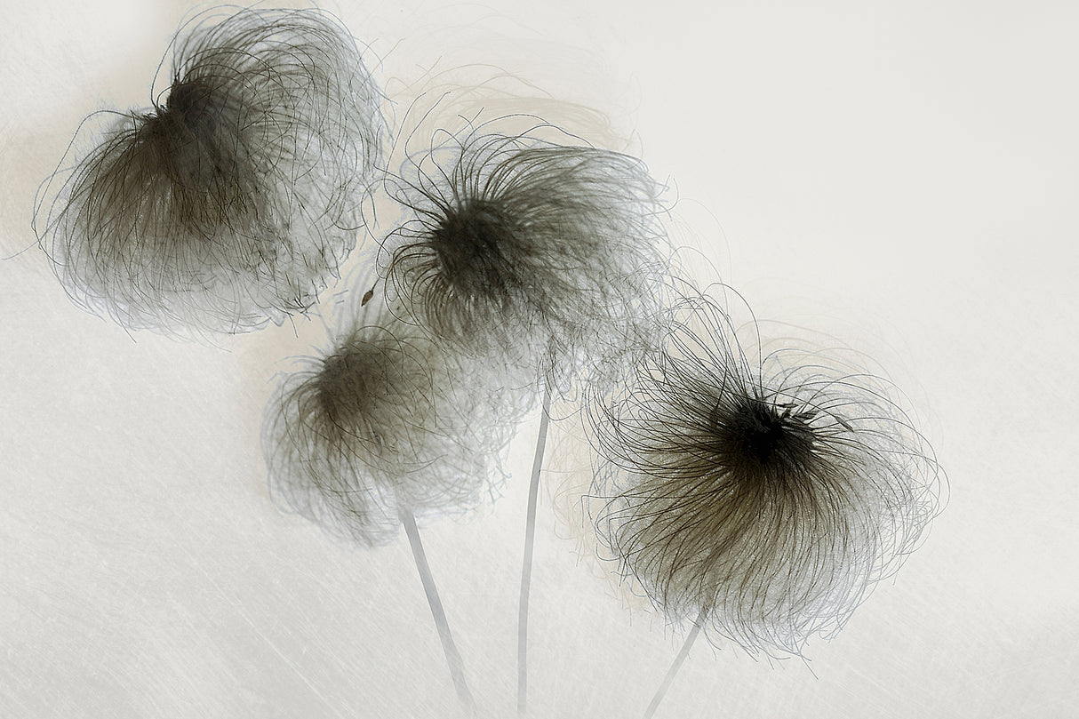Clematis Poster och Canvastavla