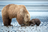 Tender Teaching Poster och Canvastavla