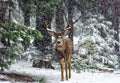 Snow Storm And The Buck Deer Poster och Canvastavla