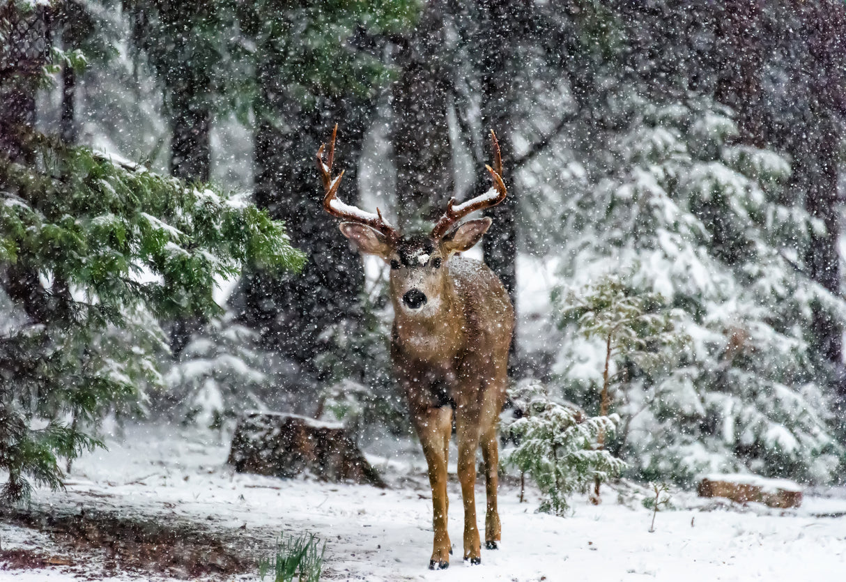 Snow Storm And The Buck Deer Poster och Canvastavla