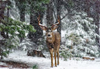 Snow Storm And The Buck Deer Poster och Canvastavla