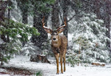 Snow Storm And The Buck Deer Poster och Canvastavla