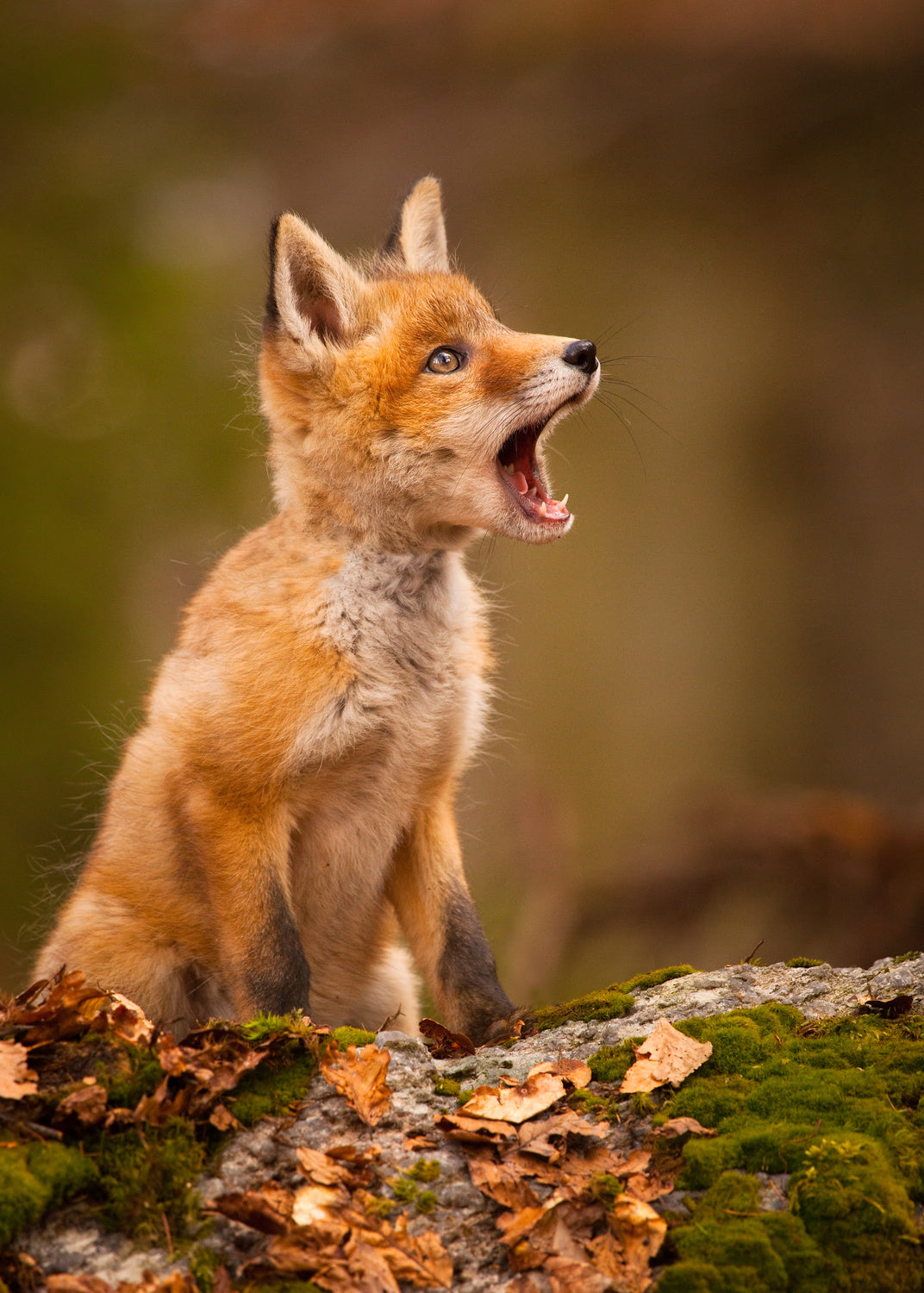 Fox Poster och Canvastavla