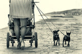 Legs and dogs Poster och Canvastavla