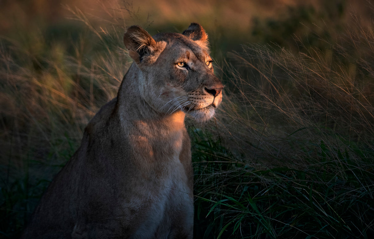 Lioness at first day ligth Poster och Canvastavla