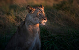 Lioness at first day ligth Poster och Canvastavla