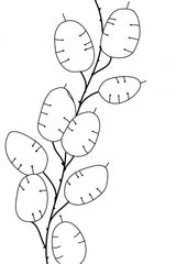 Lunaria Poster och Canvastavla