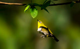 Oriental white-eye Poster och Canvastavla