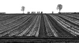 Rolling fields, rolling wheels Poster och Canvastavla
