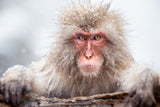 A Snow Monkey Poster och Canvastavla
