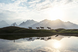 Horses Poster och Canvastavla