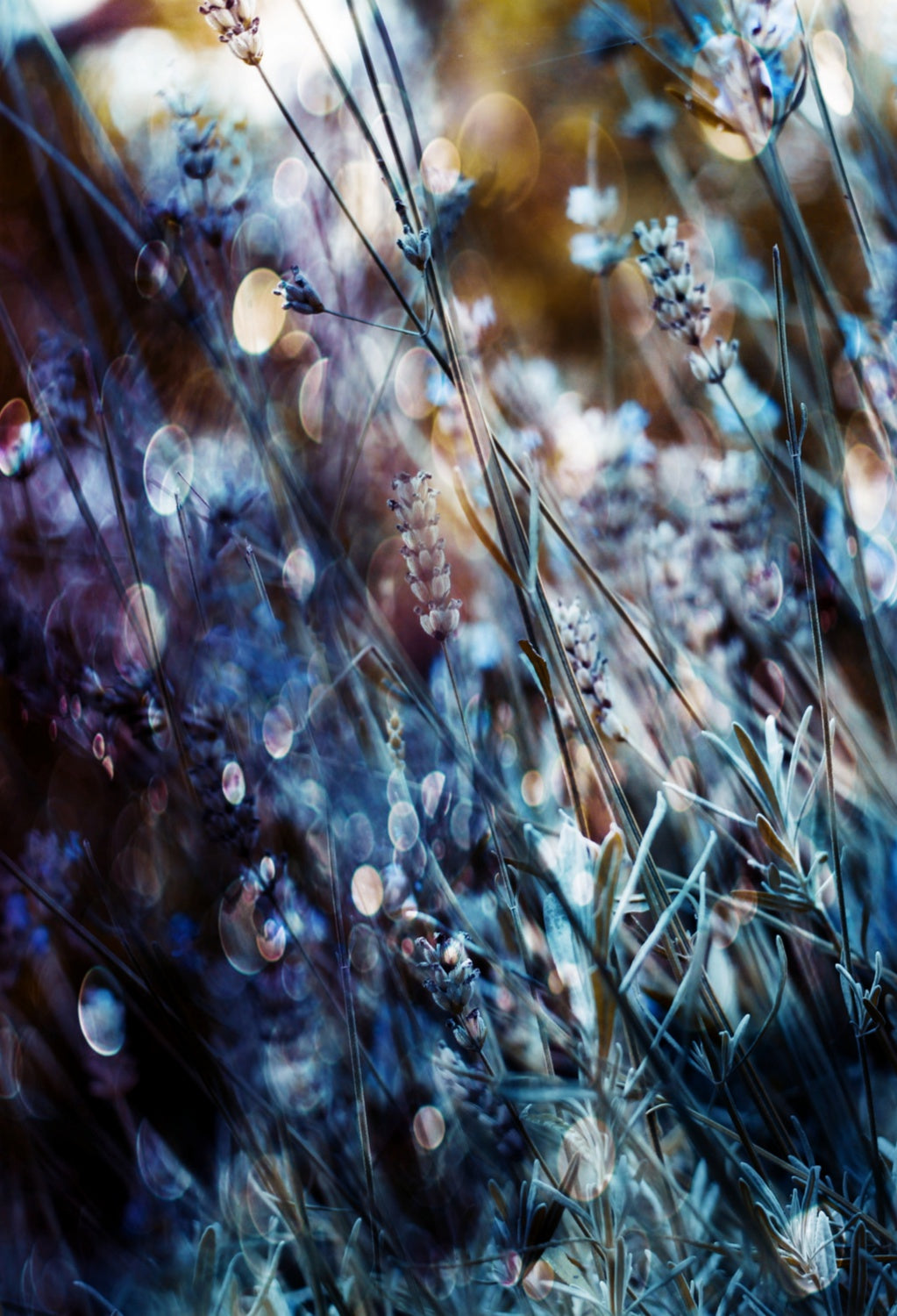 Flowers, Bubbles &amp; Dreams Poster och Canvastavla