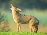 Coyotes howling Poster och Canvastavla