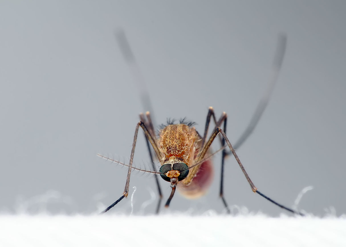 Mosquito Poster och Canvastavla