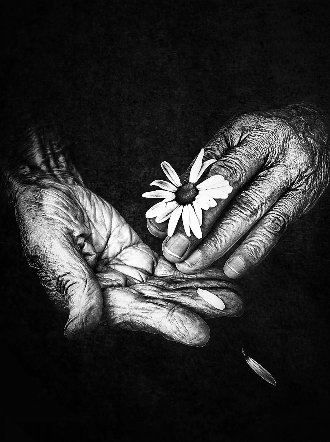 Years as fragile as flowers Poster och Canvastavla