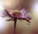 Tears of Time.. Poster och Canvastavla