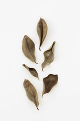 Dried Leaves_2 Poster och Canvastavla