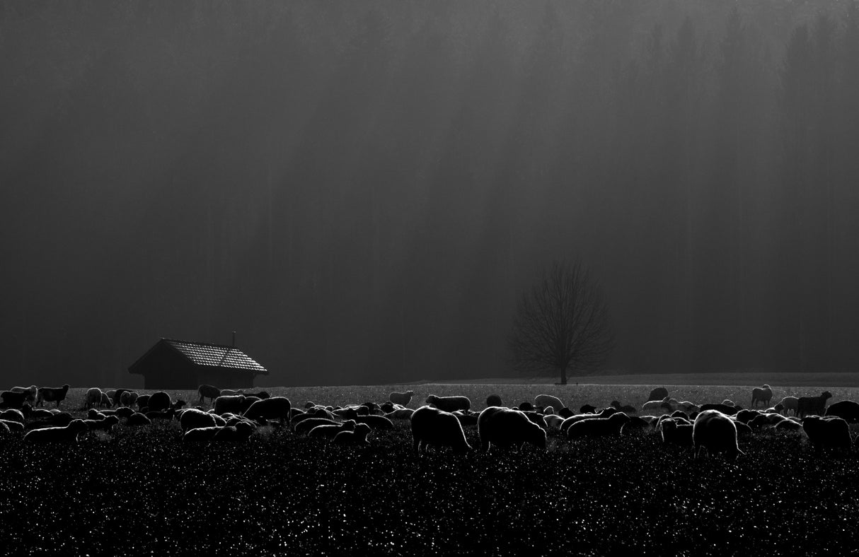 A foggy day Poster och Canvastavla