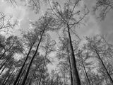 burnt trees and sky background Poster och Canvastavla