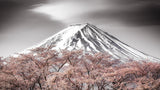 Sakura Fuji Poster och Canvastavla