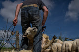 Sheep shearing Poster och Canvastavla