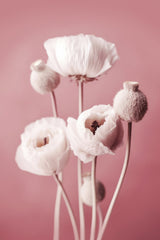 White Poppy On Pink Background Poster och Canvastavla