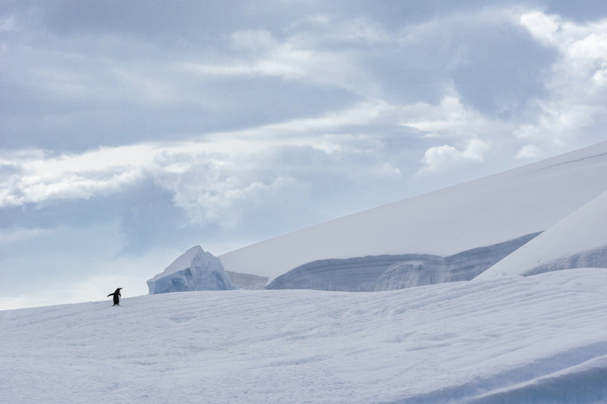 Solitude Poster och Canvastavla