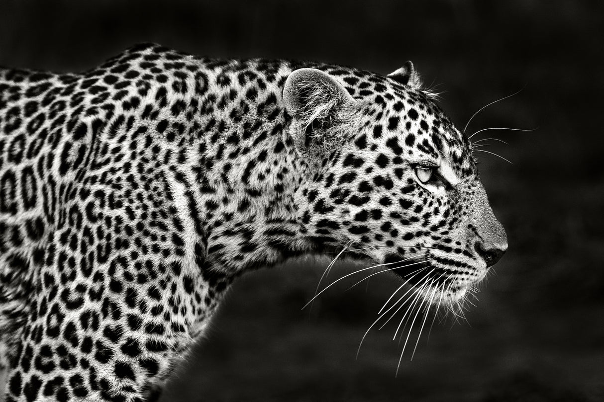 Leopard Close Up Poster och Canvastavla