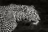 Leopard Close Up Poster och Canvastavla