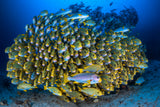 Cape Kri's school of sweetlips Poster och Canvastavla
