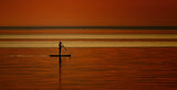 Sunlight Paddle Poster och Canvastavla