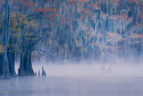 Autumn color in fog Poster och Canvastavla
