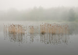 Misty morning Poster och Canvastavla