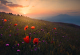 Rudbar Heights in Spring Poster och Canvastavla