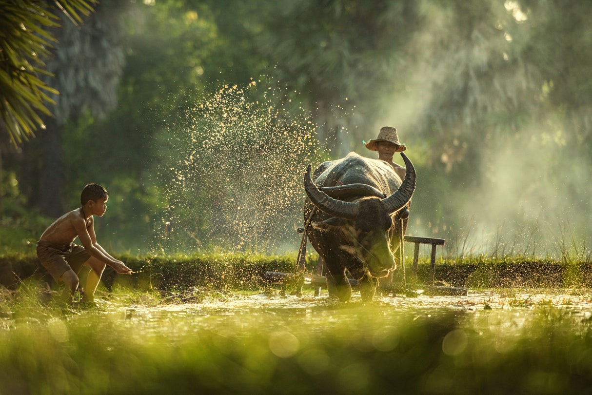 Thailand farmers Poster och Canvastavla