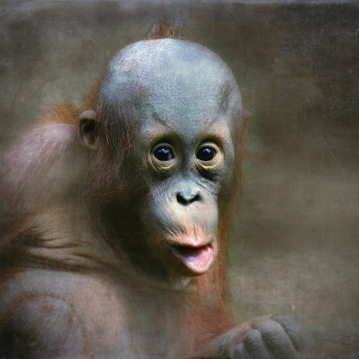 young Orang Utan Poster och Canvastavla