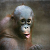 young Orang Utan Poster och Canvastavla