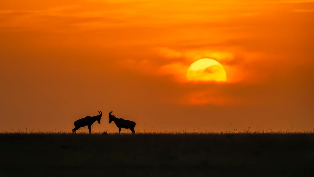 At The Sunset Poster och Canvastavla