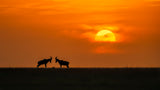 At The Sunset Poster och Canvastavla