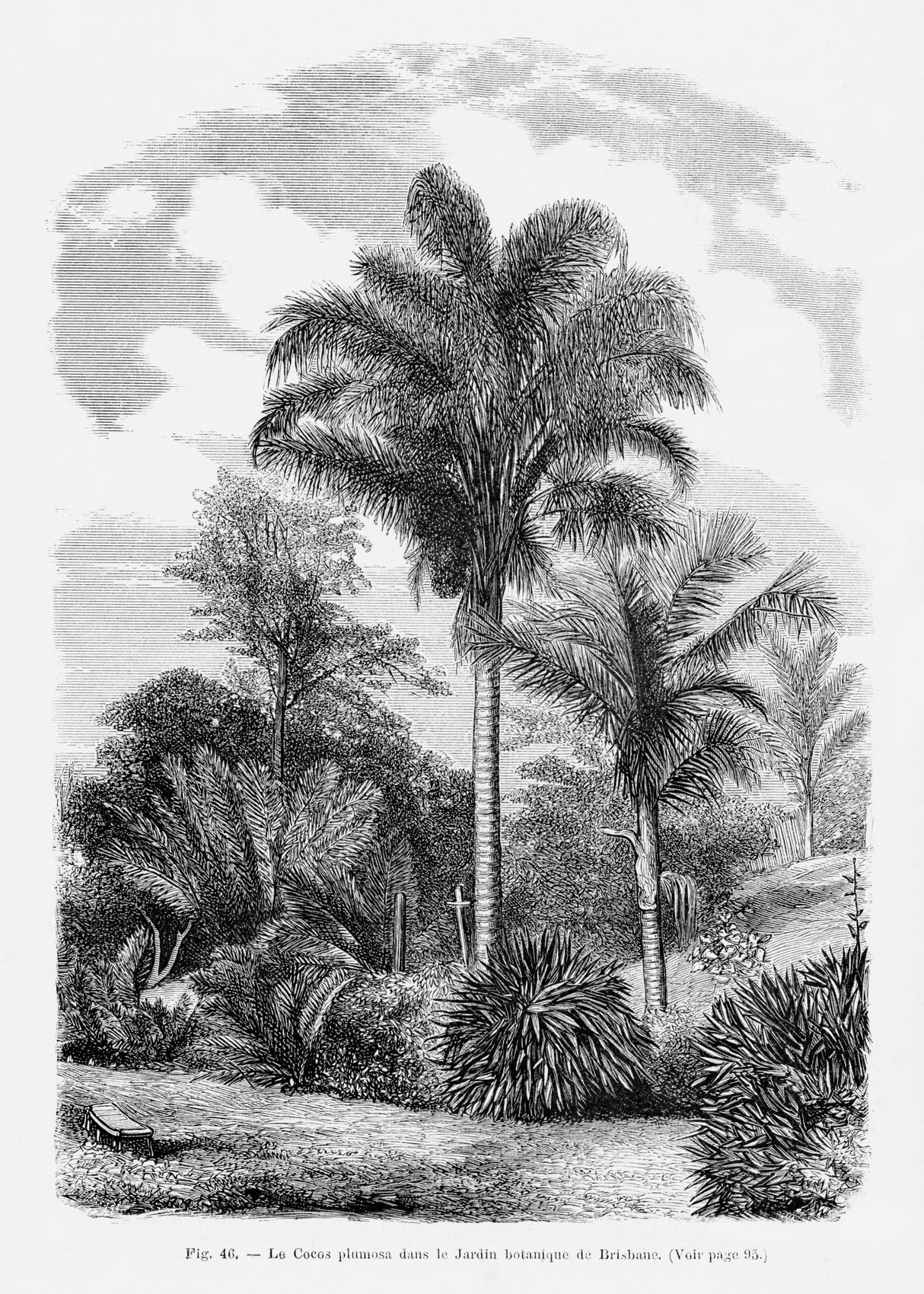 Vintage Palm Tree Drawing Vi Poster och Canvastavla