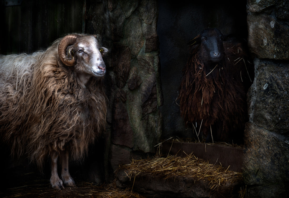 The sheep shed Poster och Canvastavla