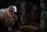 The sheep shed Poster och Canvastavla