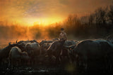 Country boy Poster och Canvastavla