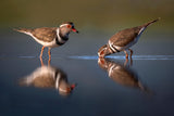 Three-blanded plover Poster och Canvastavla