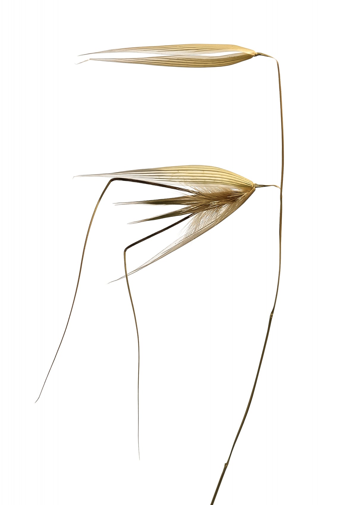 Wild nature Poster och Canvastavla