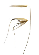 Wild nature Poster och Canvastavla