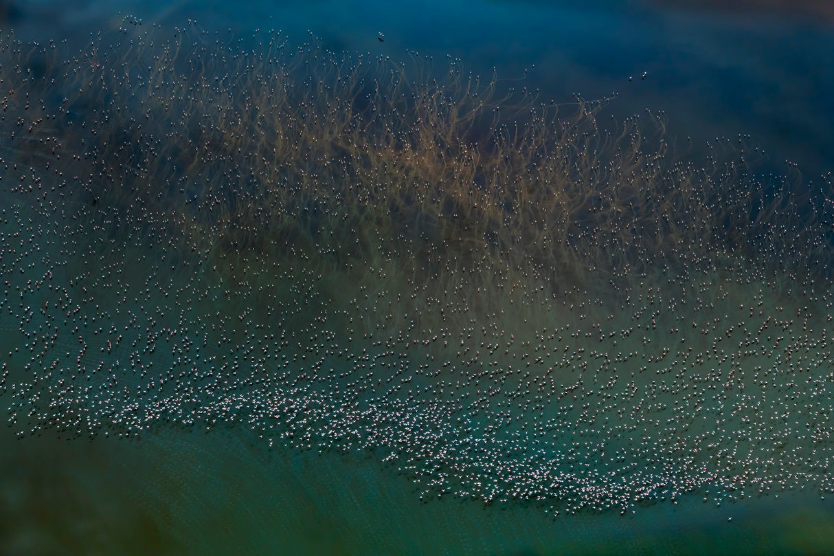 millions flamingos taking off Poster och Canvastavla