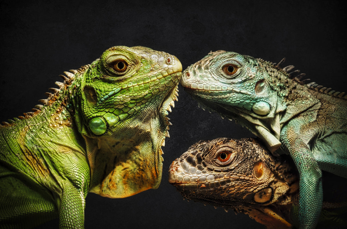 The Dragon Family Poster och Canvastavla