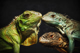 The Dragon Family Poster och Canvastavla